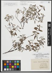 Foto von Salix repens subsp. rosmarinifolia (L.) Andersson